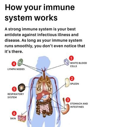  How to Immune System Work
