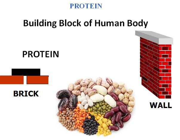 प्रोटीन पाउडर के 29 फायदे | 29 BENEFITS OF PROTEIN POWDER - Health Is True Wealth. Optimal Health - Health Is True Wealth. प्रोटीन पाउडर खाने के 29 फायदे | 29 BENEFITS OF PROTEIN POWDER