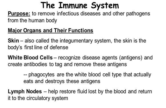 the immune system