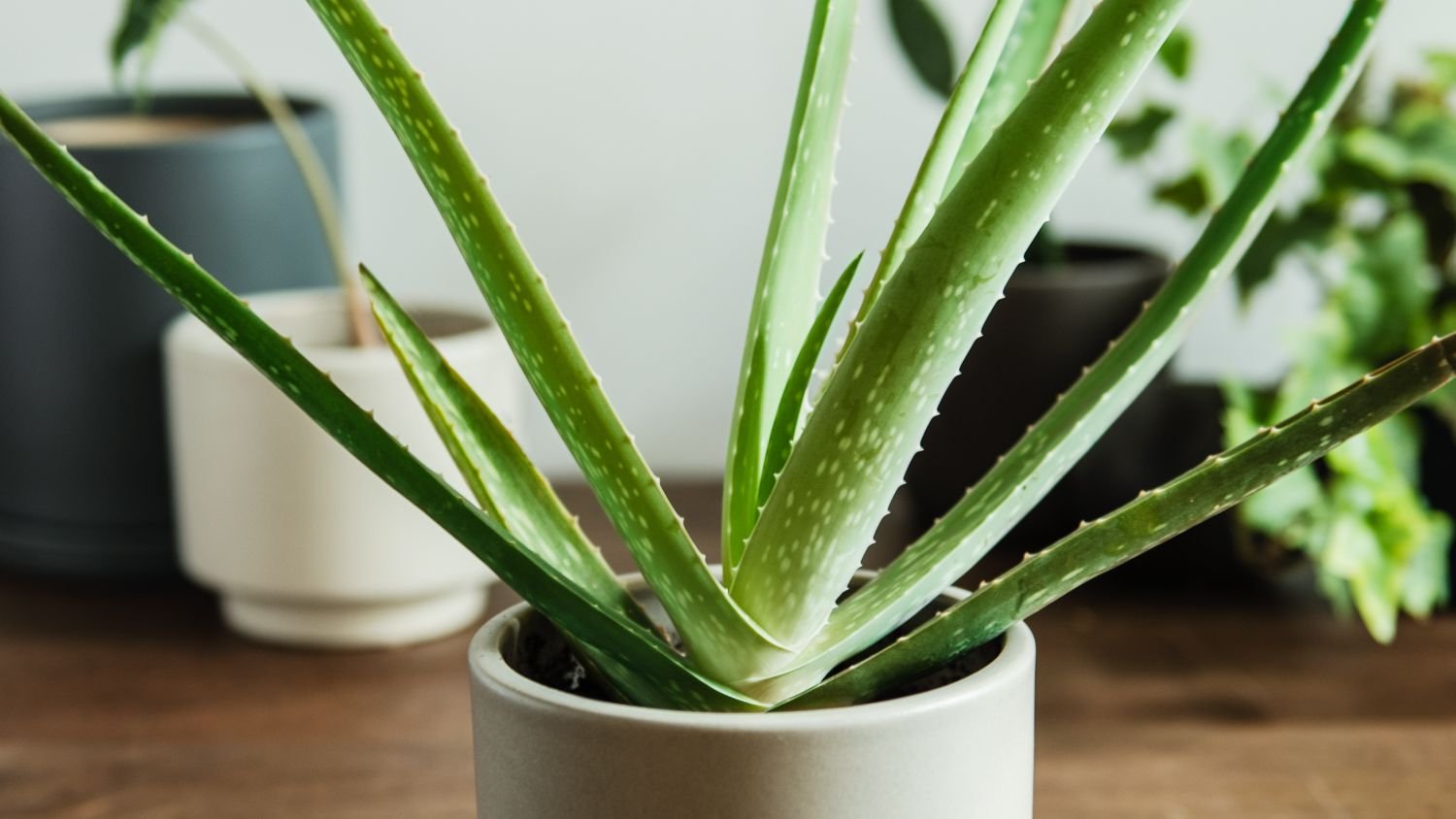 ALOE VERA