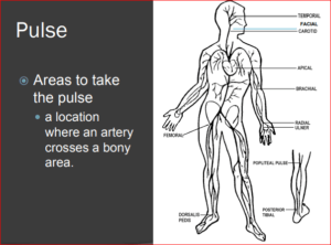 PULSE AREA