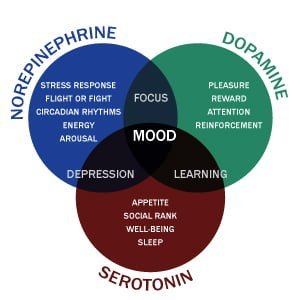 Human Body Hormones and Their Functions | The Endocrine System